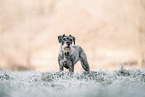 Standard Schnauzer