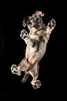 Standard Schnauzer from below
