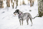 Standard Schnauzer