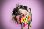 Standard Schnauzer licks lollipop