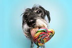 Standard Schnauzer licks lollipop