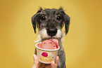 female Standard Schnauzer
