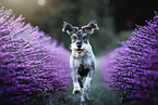 standard schnauzer