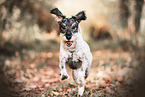 female Standard Schnauzer
