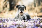 Standard Schnauzer