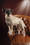 Standard Schnauzer