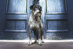 Standard Schnauzer