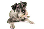 Standard Schnauzer