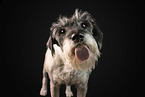 Standard Schnauzer