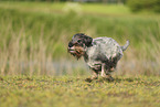 Standard Schnauzer