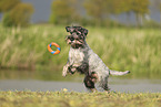 Standard Schnauzer