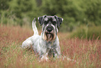 standard Schnauzer