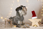 Standard Schnauzer in christmas decoration