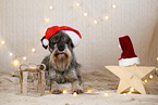 Standard Schnauzer in christmas decoration