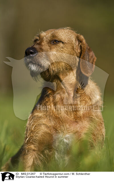 Steirische Rauhhaarbracke im Sommer / Styrian Coarse-haired Hound in summer / MIS-01267