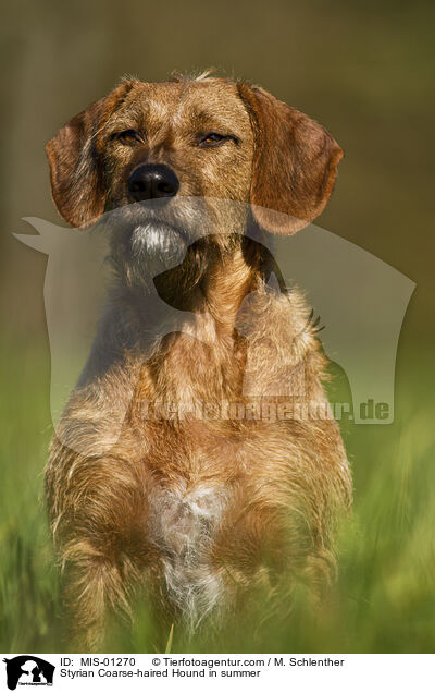 Styrian Coarse-haired Hound in summer / MIS-01270