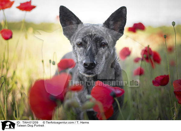 Taiwan Dog Portrait / TAH-01209