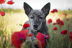 Taiwan Dog Portrait