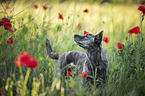Taiwan Dog