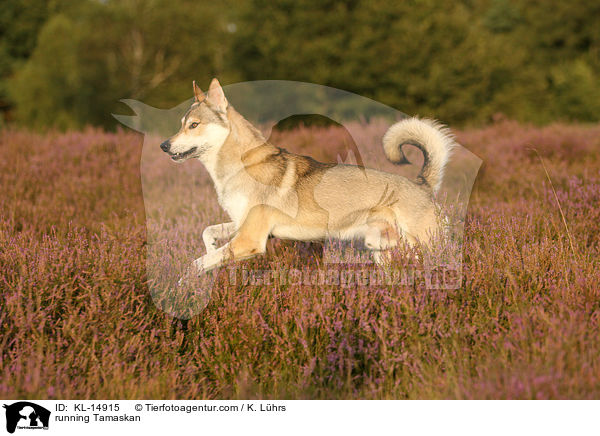 rennender Tamaskan / running Tamaskan / KL-14915