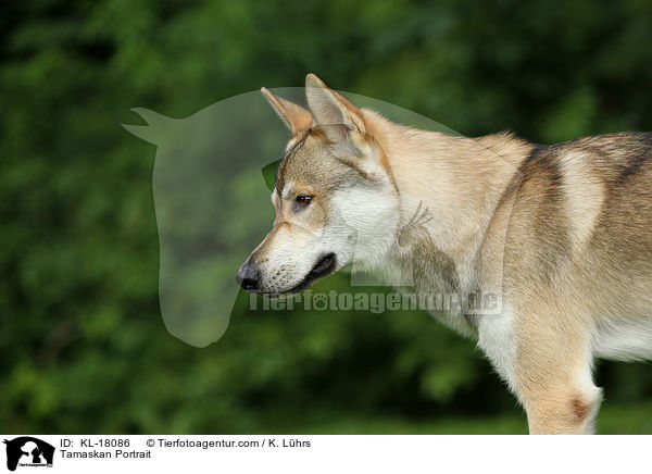 Tamaskan Portrait / Tamaskan Portrait / KL-18086