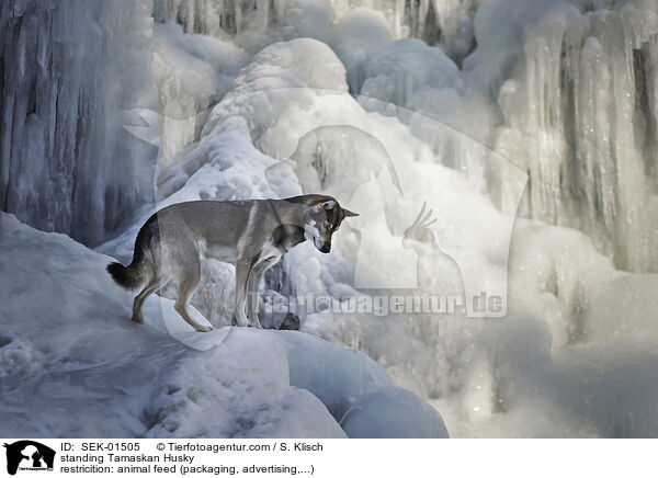 stehender Tamaskan / standing Tamaskan Husky / SEK-01505