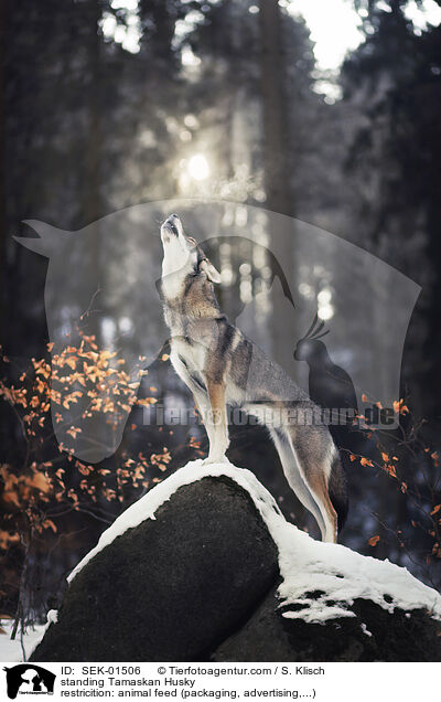 stehender Tamaskan / standing Tamaskan Husky / SEK-01506