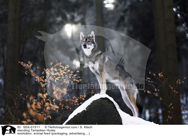 standing Tamaskan Husky / SEK-01511