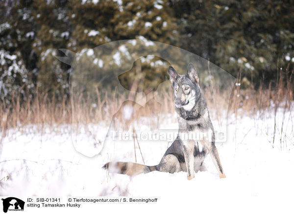 sitzender Tamaskan / sitting Tamaskan Husky / SIB-01341