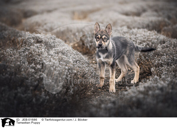 Tamaskan Welpe / Tamaskan Puppy / JEB-01686