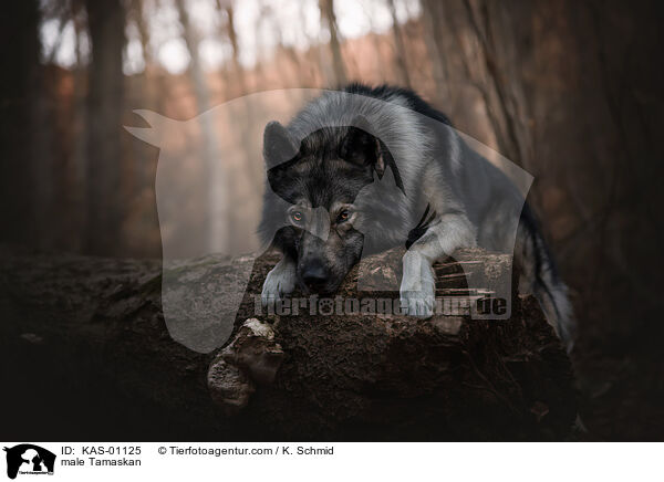 Tamaskan Rde / male Tamaskan / KAS-01125