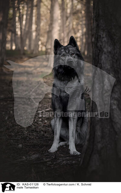 Tamaskan Rde / male Tamaskan / KAS-01126