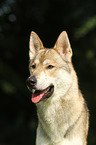 Tamaskan Portrait