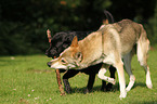 2 dogs
