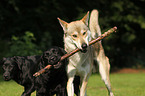 3 dogs