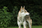 Tamaskan Portrait