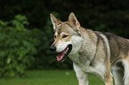 Tamaskan Portrait