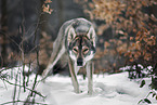 standing Tamaskan Husky