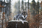 lying Tamaskan Husky