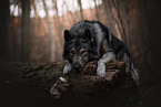 male Tamaskan