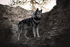 male Tamaskan