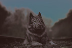 male Tamaskan