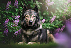 male Tamaskan