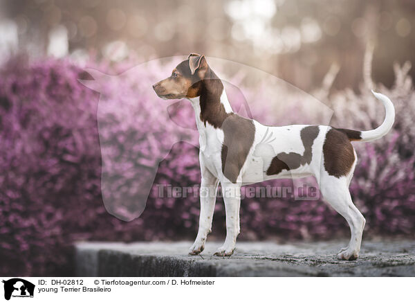 junger Brasilianischer Terrier / young Terrier Brasileiro / DH-02812
