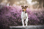 young Terrier Brasileiro