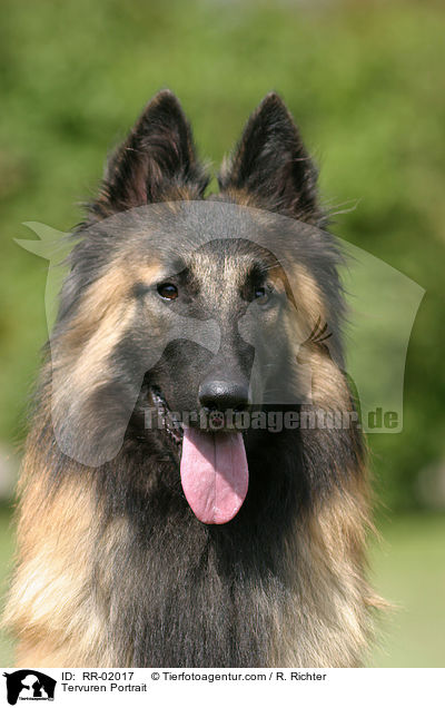 Tervuren Portrait / RR-02017