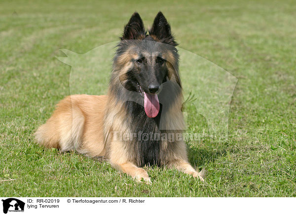 liegender Tervueren / lying Tervuren / RR-02019
