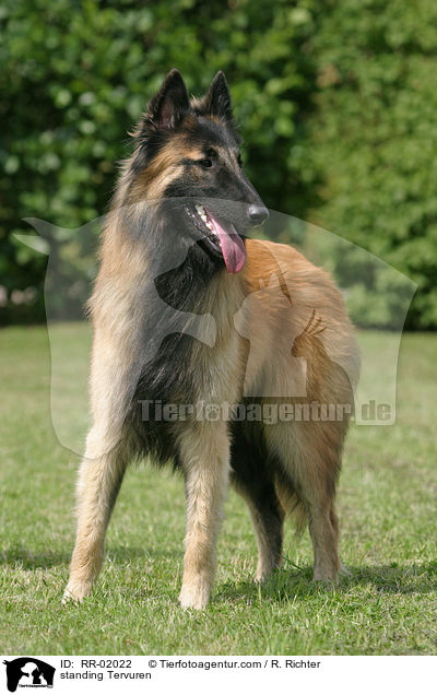 stehender Tervueren / standing Tervuren / RR-02022