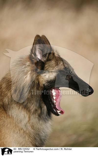 ghnender Tervueren / yawning Tervuren / RR-10552