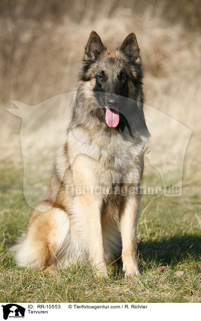 Tervueren / Tervuren / RR-10553